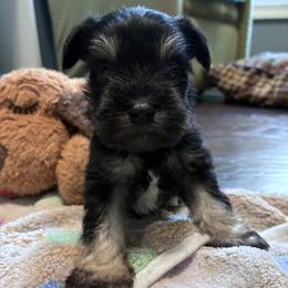 Evelyn - Black and silver female Miniature Schnauzer puppy in Hedgesville, West Virginia from Clay Hill Kennels