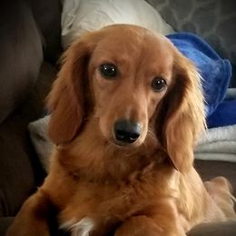 Dixee - Dachshund