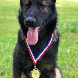 German Shepherds from Vom Haus Legacy