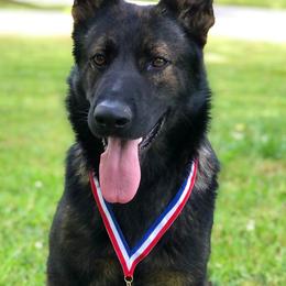 German Shepherds from Vom Haus Legacy