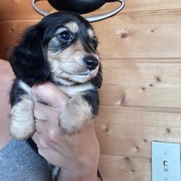 Boy 6 - Black and cream male Dachshund puppy in Cheyenne, Wyoming from Great Basin Hounds