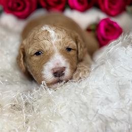 Nox - Apricot male Goldendoodle puppy in North Branch, Michigan from Graceful Miniature Goldendoodles