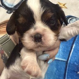 Marge - Tri-color female Cavalier King Charles Spaniel puppy in Spring Hill, Florida from Wonderland Cavaliers
