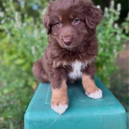 Timon - Red tri-color male Australian Shepherd puppy in Smithfield, Utah from C&C Ranch