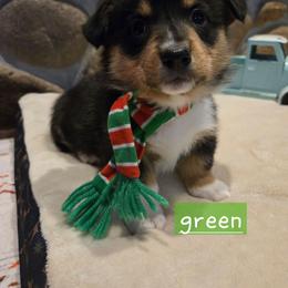 Green boy - Black and tan male Pembroke Welsh Corgi puppy in Necedah, Wisconsin from The 6Ks Paws and Hobbies