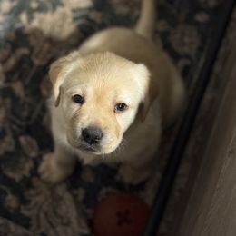 Mia - Yellow female Labrador Retriever puppy in Centreville, Maryland from Barbihaus Kennels