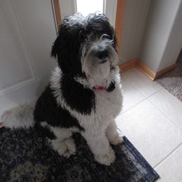 Sheepadoodle and Aussiedoodle All Grown Up from Masterpiece on the Mississippi Doodles