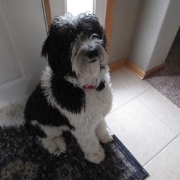 Sheepadoodle and Aussiedoodle All Grown Up from Masterpiece on the Mississippi Doodles