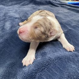 Hartzland aussies - Black tri-color male Australian Shepherd puppy in Wrightstown, New Jersey from Hartzland Farm Australian Shepherds