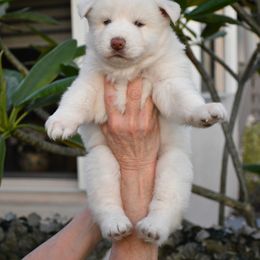 Ayla - Siberian Husky puppy from Blue Moon Huskies