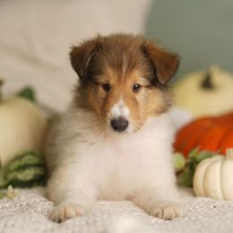Gucci - Sable and white male Collie puppy in Huffville, Virginia from Blackberry Hills Cattle dogs and Collies