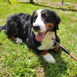 Lulu - Bernese Mountain Dog