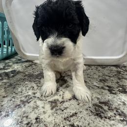 Labradoodle Puppies from Martin Family Doodle