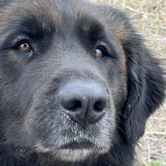 Bella - Leonberger