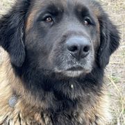 Bella - Leonberger