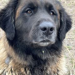 Bella - Leonberger