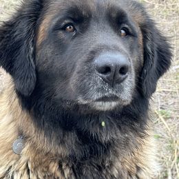Bella - Leonberger