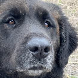 Bella - Leonberger