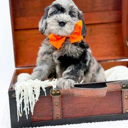 Buster - Merle male Goldendoodle puppy in North Carolina from NC Doodle Puppies