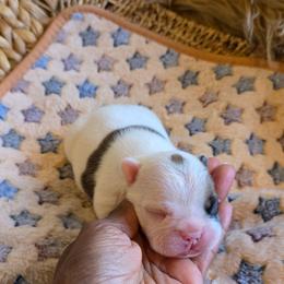 (M4) - White and brindle male French Bulldog puppy in Springfield, Missouri from #1 Frenchies aka Nokie's Bullies