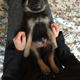 German Shepherd Puppies from Dawnhill