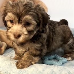 Havanese puppies from VanCort's Happy Havanese