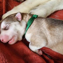 Lilly, green collar girl - Red and white female Alaskan Malamute puppy in Grayson County, Virginia from River Bend Malamutes