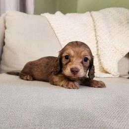 Rigatoni - Cream male Dachshund puppy in Dighton, Massachusetts from Powerdox Dachshunds