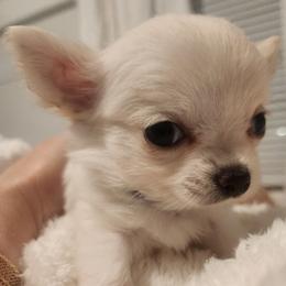 Muffin - Cream male Chihuahua puppy in Jacksonville, Florida from Precious Paws of Florida - Chihuahuas