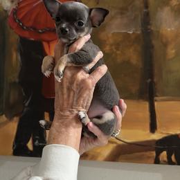 Chihuahua Puppies from Linda's Chihuahuas