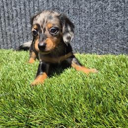 Nova - Dapple female Dachshund puppy in Birmingham, Alabama from Mini Doxies Love
