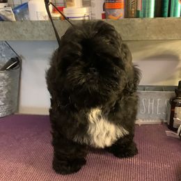 Shih Tzu Puppies from Krissy Shih Tzu