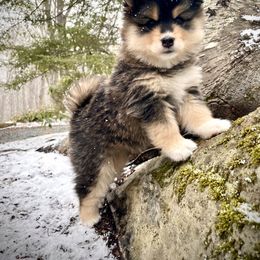 Pomsky Puppies from Blue Ridge Pomsky
