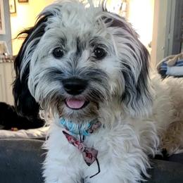Lucy - Cockapoo
