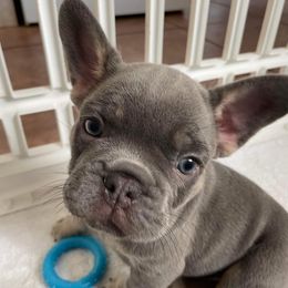 French Bulldogs from 3MT Frenchies