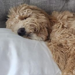 Goldendoodles and Labradoodles from Indian Hills Doodles