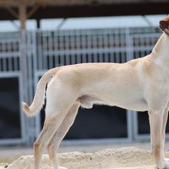 Xoloitzcuintli from Harbinger Xolos