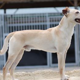 Xoloitzcuintli from Harbinger Xolos