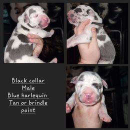 Great Dane Puppies from LakeSide Danes