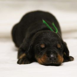 Obara - 5350 - Black and rust female Doberman Pinscher puppy in Rockwall, Texas from Elitehaus