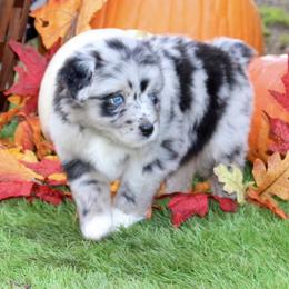 Australian Shepherd and Miniature Schnauzer Puppies from RM Aussies and Miniature Schnauzers