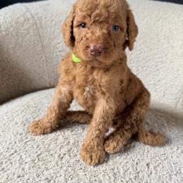 Tucker - Apricot male Goldendoodle puppy in Lowville, New York from Adirondack Goldendoodles