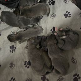 Blue boy - Blue male Great Dane puppy in Kimball, Michigan from Starlight Danes