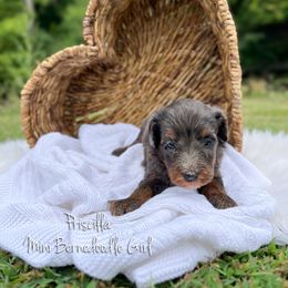 Priscilla - Blue merle female Bernedoodle puppy in Grove, Oklahoma from Guinn Family Farms