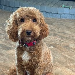 Charlie - Goldendoodle