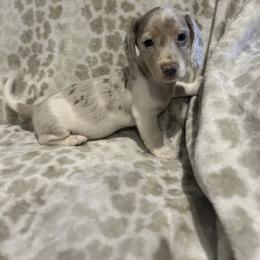 Dachshund Puppies from Carter's Kennels