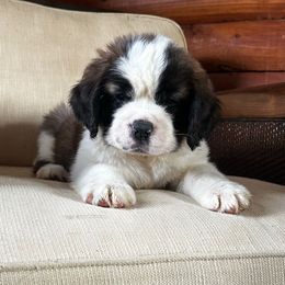 Red Collar - Brown and white female Saint Bernard puppy in New York from Johnson Farms