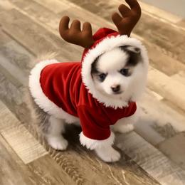 Boy1 - Black and white male Pomsky puppy in Enid, Oklahoma from Mile Hi Pomskies