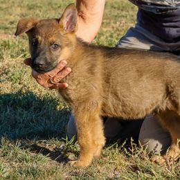 German Shepherd Puppies from Vom Haus Denfors K9