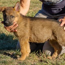 German Shepherd Puppies from Vom Haus Denfors K9